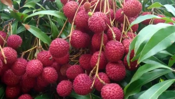 Litchi For Weight Loss