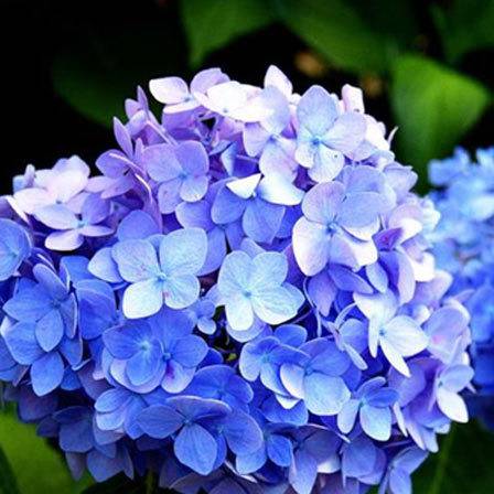 Beautiful Blue Hydrangea Flowers