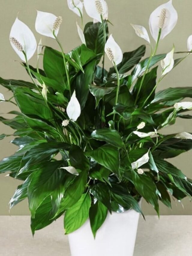 Best Air Purifying Indoor Plants