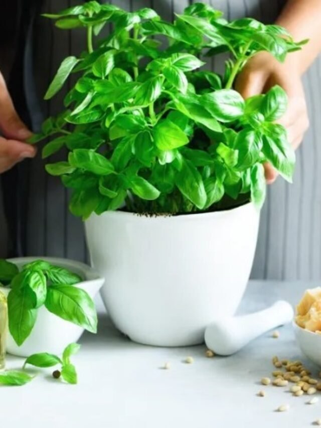Herbs Must Grown At Home For Greenery & Health