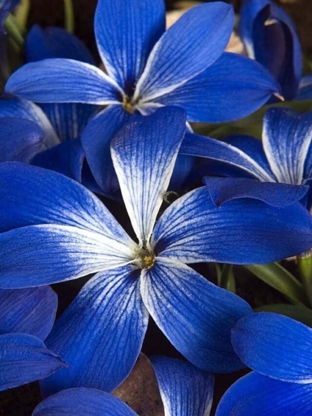 Most Beautiful Blue Flowers Of The World