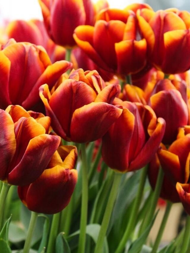 Know The Feature Of The Best-Known Beautiful Flower