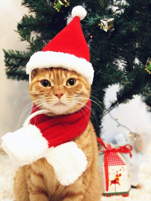 Top Ideas Of Funny Christmas Cards Or Greetings