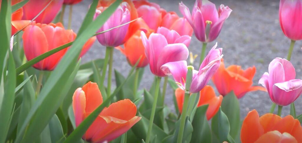 Tulip Uses And Benefits